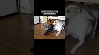 Friendly bird feeds his cat and dog friends 🥺