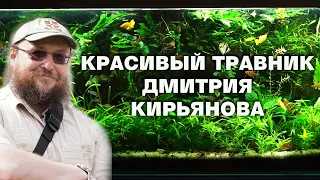 Красивый аквариум 240 литров Дмитрия Кирьянова. Новая Рубрика!