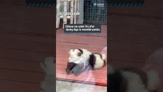 Zoo in China puts panda dogs on display