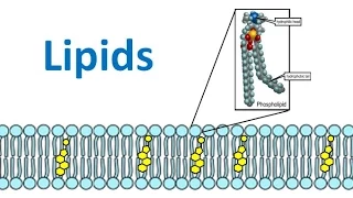 Lipids & Fatty Acids (honors biology) updated