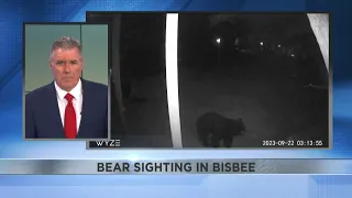 Bear sighting in Bisbee