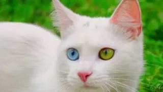 Кошки с разноцветными глазами слайд шоу 2015!