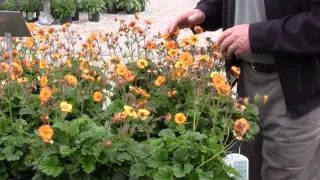 Colorful perennials for early spring