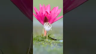 A male Bronze-winged jacana in life cycle duty. #wildlife #birds #nature #wildanimals  #shortsvideo