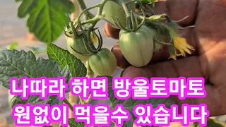 나따라 하시면 방울토마토 원없이 먹을수 있습니다 방울토마토 키우기,재배방법,곁순제거,지지대,모종심기 귀농귀촌 주말농장 텃밭,전원일기