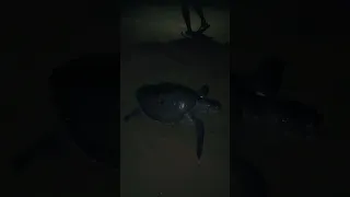 Turtle found death in the beach😢😱 #shorts #beach #turtle #sad