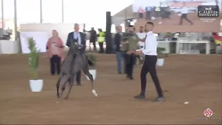 N 11 QAMAR AL AYAL   Egyptian Event Israel 2023   Futurity Fillies B Class 2