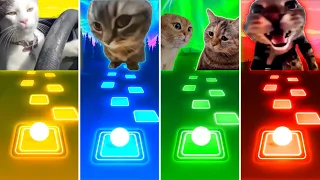 Driving Cat vs Chipi Chipi Chapa Chapa Cat vs Talking Cats vs Doorbell Meow Cat - Tiles Hop EDM Rush