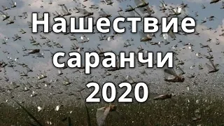 Нашествие саранчи в Африке 2020