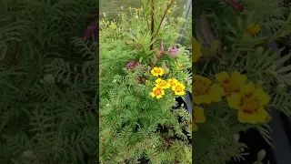 Gewürztagetes, kleine heilige Sonnen 😲