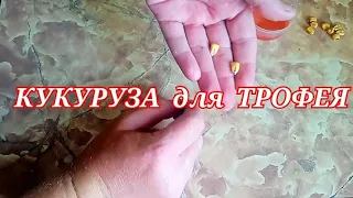 КУКУРУЗА ДЛЯ РЫБАЛКИ ПРОЩЕ ПРОСТОГО своими руками. Насадка для сазана карпа. Рыбалка 2023