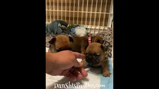 4 week old French Bulldog puppies