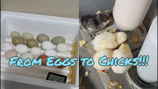 Egg to Chick | Hatching Chicken Eggs