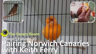 The Canary Room Season 5 Episode 10 - Pairing Norwich Canaries with Keith Ferry