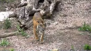 Tiger Trail at the San Diego Zoo Safari Park