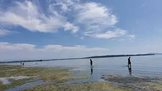 White Rock Beach During Low Water, Ocean Beach When Water Level Is Low June 2021