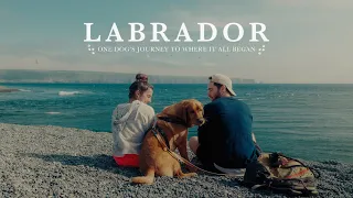 Labrador | One Dog's Journey to Where It All Began