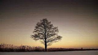The Lonely Tree (Slowed + reverb)