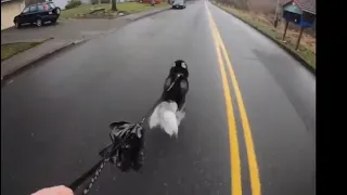 How Fast Can A Husky Pull A Longbord?