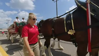 Budweiser Clydesdales in Sparta MI 8-4-2019