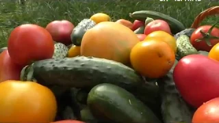 Ранок (1.09.18) Урожай томатів
