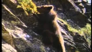 The Bear Trailer 1989