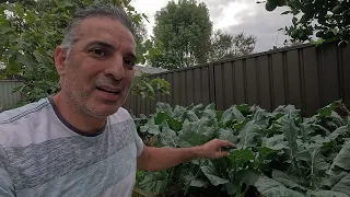 Planting out a whole bed of brassicas - This week in the patch