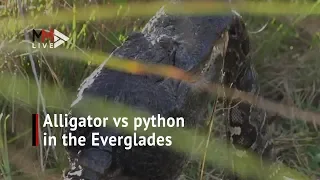 Alligator vs python: The moment a huge alligator kills a Burmese python