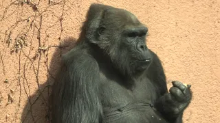 한국 최후의 고릴라 고리나 The last gorilla in korea, Gorina