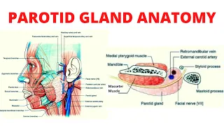 "Parotid Gland Anatomy"
