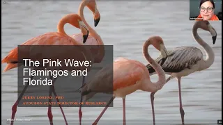 The Pink Wave: Flamingos and Florida Webinar