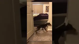 Funny dog falling from bed😂| #shorts
