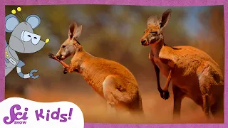 Discover Down Under: Australia and Its Unique Wildlife | SciShow Kids Compilation