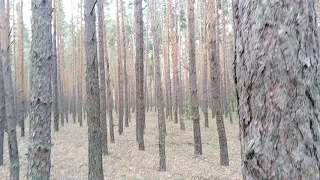 Сосновый бор, село Макашевка 2019, Воронежская обл