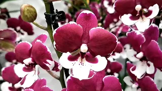 Шоу орхидей в магазине Бауцентр г. Омск.