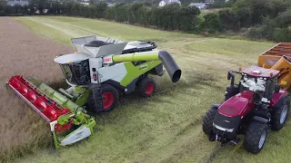 Walter Furlong grain Co. Harvesting Rapeseed with two Claas Lexion 6900