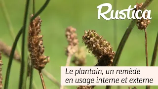 Le plantain, une plante médicinale