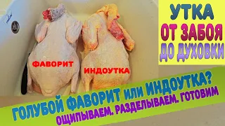 Голубой Фаворит или Индоутка? От забоя до приготовления. Как я это делаю! Ощип утки.