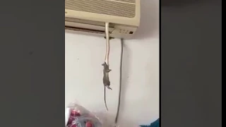 shocking - Snake in AC eat rat