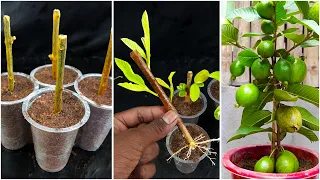 How to propagate guava trees from guava cuttings || growing guava tree from cutting use onion