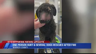 "It was sad:" one believes Elberfeld injured dogs have long road to recovery after Saturday's fire