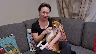 A day in a life of basenjis - Oringo and Makena's daily routine