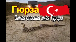 Гюрза самая опасная змея Турции