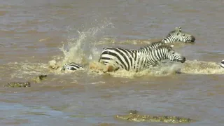 Crocodiles Attack Zebras Crossing the Mara River (with zoom) | Kenya