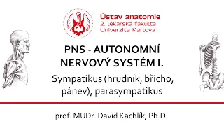 PNS - Autonomní nervy 2