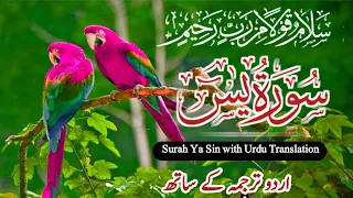 Surah Yasin ( Yaseen ) With Urdu Translation | Ep 0075 | Quran Tilawat Beautiful Voice |Urdu Tarjuma