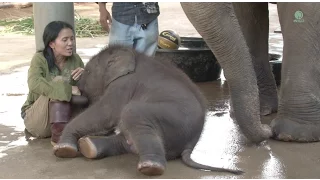 Happy 3rd birthday to baby elephant Navann - ElephantNews