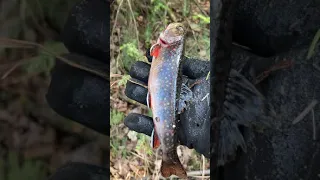 Part two brook trout fishing adventure a few catch and release and a  few kept