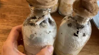 Growing mushrooms from coffee grounds at home