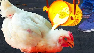 Experiment: Lava vs Chicken